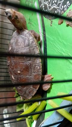 turtle for sale
