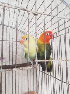 lovebird