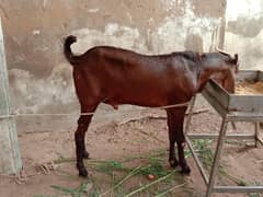Goat for sale