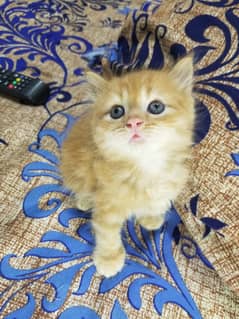 persian Kittens | Persian Cat For Sale