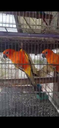 sun conure and raw pair for sale