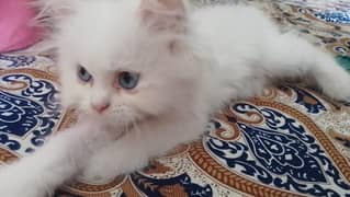 Persian Female Cat