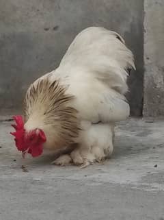 available for all
