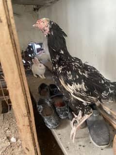 Shamo croos chicks for sale with mother