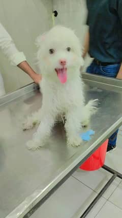 poodle