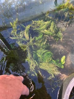 Need To find this pond or lake in Rwp islamabad having this plantpla