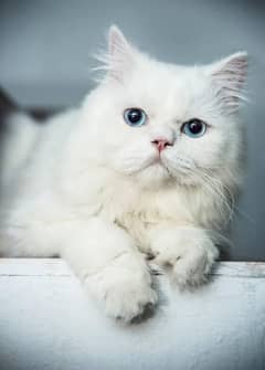 Persian cat ( blue eyes ) for sale 9500/-