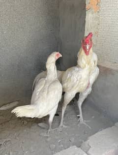 White Aseel Heera Pair