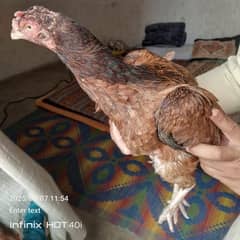 kuruk aseel mianwali Madi