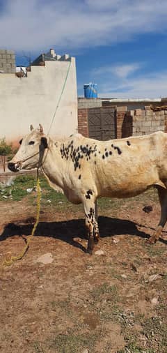 fathe jhangi cow sath female 03038110502