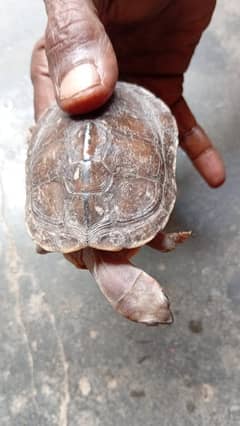 turtle