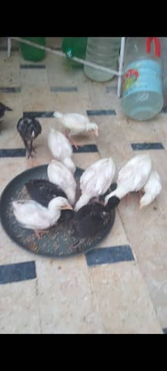 aseel Heera chick