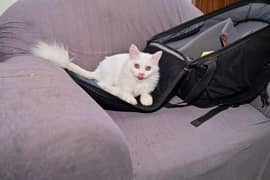 female cat available