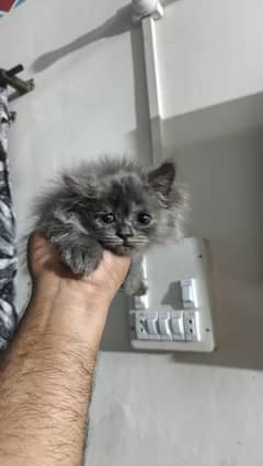 1.5 month kitten