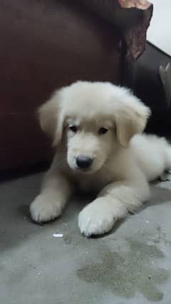 Golden retriever puppy