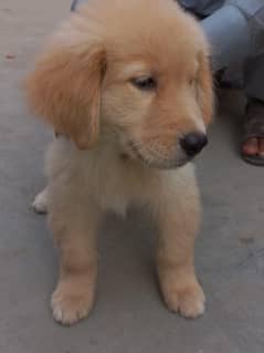 Golden retriever puppy