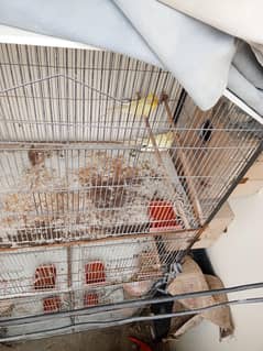 cage + cocktail pair & chicks + bajri
