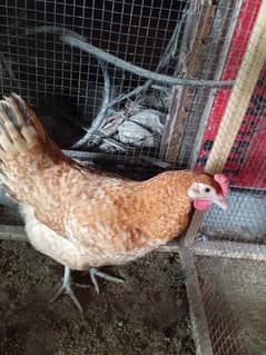 9 month age breeder egg