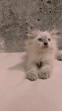 Four Fluffy Persian Kittens for Sale – Cute & Healthy