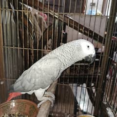 African grey Sami tamed male.