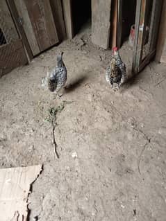 Sebright Hens verified