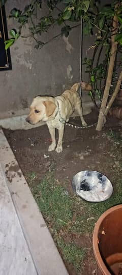 Labrador Breeder Female and pups For Sale