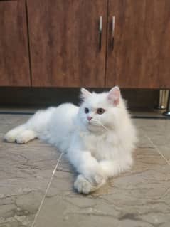 doll face Persian