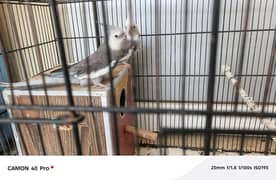 coctaile birds for sale