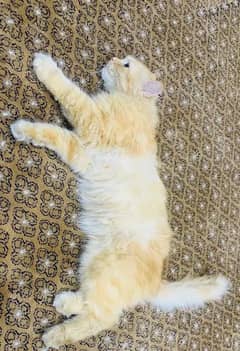 male persian cat