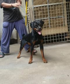 Rottweilers available