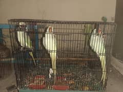 boht he pyara parrot ha hand tam or bolta bhi ha