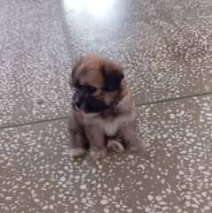 Puppy for sale