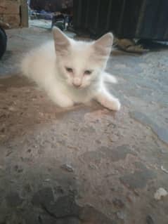 pair of parsion kitten  in white colour
