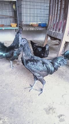 ayam cemani grey tang for sel bleeder best quality
