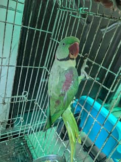 raw parrot pair