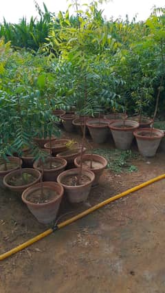 Neem tree for sale