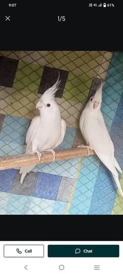 white red eyes cocktail pair ready toh bread