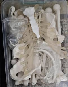 Anatomy Models Full Right Side Set