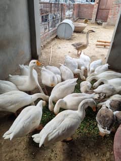 Duck geese for sale