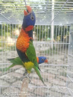 Red coller lorry parakeet