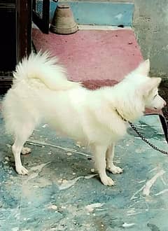 Russian female dog for sale