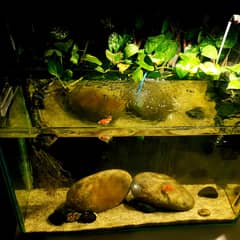 Fish Tank for sale