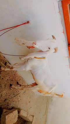 Gulabi bakri or 1 bacha 2.5 month ka he sath urgent sell