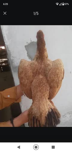 Brown colour
