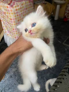 parsian cats