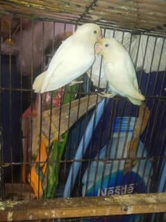 love birds/albino Split/cages for sale.