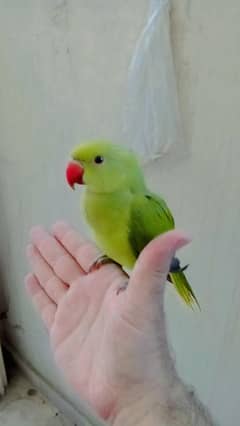 03369510495 green ringneck parrot handtame friendly