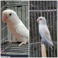 lovebird breeder pair