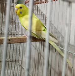 Female Parrot