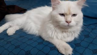 Turkish Angoora Breed | 2 years age